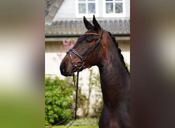 Hannoveraan, Ruin, 3 Jaar, 171 cm, Bruin