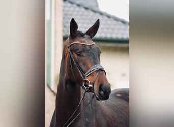 Hannoveraan, Ruin, 3 Jaar, 171 cm, Bruin