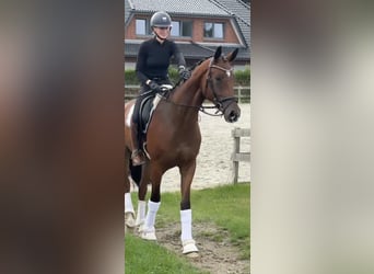 Hannoveraan, Ruin, 3 Jaar, 171 cm, Bruin