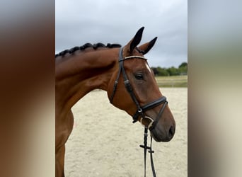 Hannoveraan, Ruin, 3 Jaar, 171 cm, Bruin