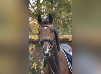 Hannoveraan, Ruin, 3 Jaar, 171 cm, Bruin
