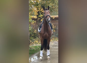 Hannoveraan, Ruin, 3 Jaar, 171 cm, Bruin