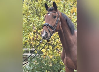 Hannoveraan, Ruin, 3 Jaar, 171 cm, Bruin