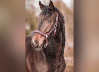 Hannoveraan, Ruin, 3 Jaar, 171 cm, Donkerbruin