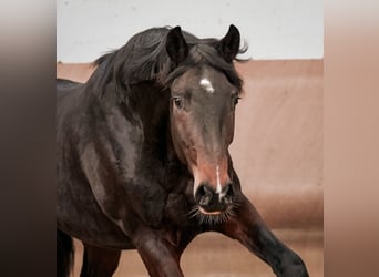 Hannoveraan, Ruin, 3 Jaar, 171 cm, Donkerbruin