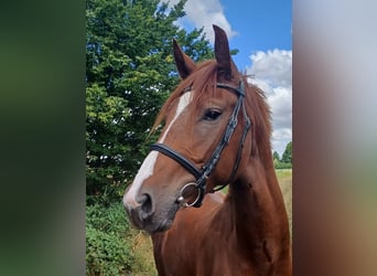 Hannoveraan, Ruin, 3 Jaar, 171 cm, Donkere-vos