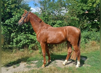 Hannoveraan, Ruin, 3 Jaar, 171 cm, Donkere-vos