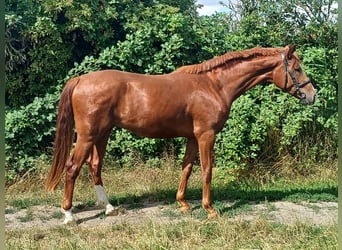 Hannoveraan, Ruin, 3 Jaar, 171 cm, Donkere-vos