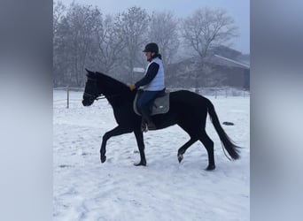 Hannoveraan, Ruin, 3 Jaar, 171 cm, Zwart