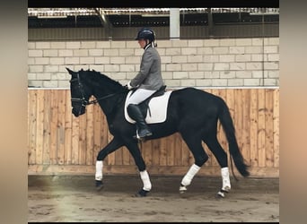 Hannoveraan, Ruin, 3 Jaar, 171 cm, Zwart