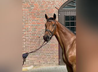 Hannoveraan, Ruin, 3 Jaar, 172 cm, Brauner