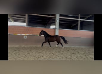 Hannoveraan, Ruin, 3 Jaar, 172 cm, Bruin