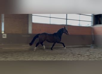 Hannoveraan, Ruin, 3 Jaar, 172 cm, Bruin