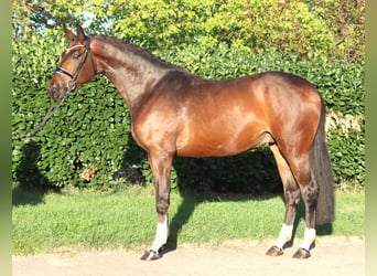 Hannoveraan, Ruin, 3 Jaar, 172 cm, Bruin