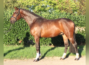 Hannoveraan, Ruin, 3 Jaar, 172 cm, Bruin