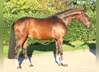 Hannoveraan, Ruin, 3 Jaar, 172 cm, Bruin