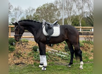 Hannoveraan, Ruin, 3 Jaar, 172 cm, Bruin