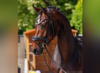 Hannoveraan, Ruin, 3 Jaar, 172 cm, Bruin
