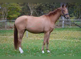 Hannoveraan, Ruin, 3 Jaar, 172 cm, Vos