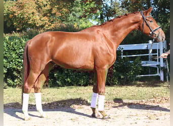 Hannoveraan, Ruin, 3 Jaar, 172 cm, Vos