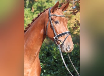 Hannoveraan, Ruin, 3 Jaar, 172 cm, Vos