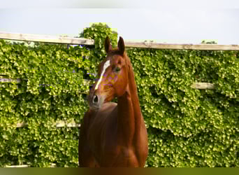 Hannoveraan, Ruin, 3 Jaar, 172 cm, Vos