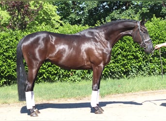 Hannoveraan, Ruin, 3 Jaar, 172 cm, Zwart
