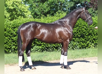 Hannoveraan, Ruin, 3 Jaar, 172 cm, Zwart