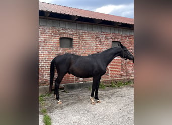 Hannoveraan, Ruin, 3 Jaar, 172 cm, Zwartbruin