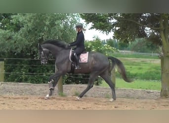 Hannoveraan, Ruin, 3 Jaar, 173 cm, Appelschimmel
