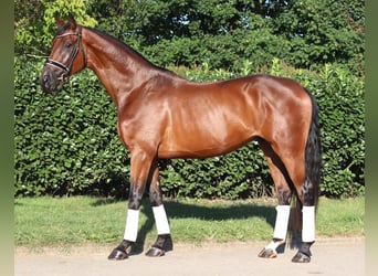 Hannoveraan, Ruin, 3 Jaar, 173 cm, Bruin