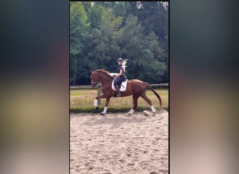 Hannoveraan, Ruin, 3 Jaar, 173 cm, Donkere-vos