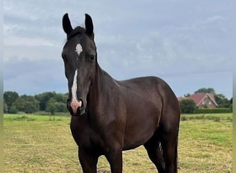 Hannoveraan, Ruin, 3 Jaar, 173 cm, Zwart