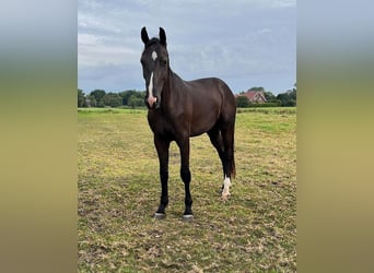 Hannoveraan, Ruin, 3 Jaar, 173 cm, Zwart