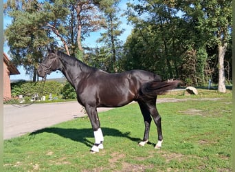 Hannoveraan, Ruin, 3 Jaar, 173 cm, Zwart