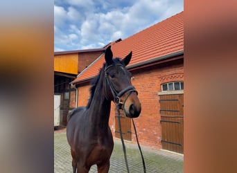 Hannoveraan, Ruin, 3 Jaar, 174 cm, Bruin