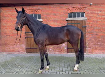 Hannoveraan, Ruin, 3 Jaar, 174 cm, Bruin