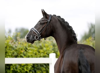 Hannoveraan, Ruin, 3 Jaar, 174 cm, Zwart