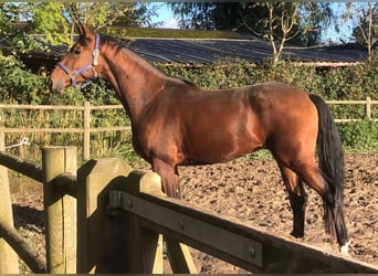Hannoveraan, Ruin, 3 Jaar, 175 cm, Brauner