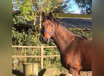 Hannoveraan, Ruin, 3 Jaar, 175 cm, Brauner