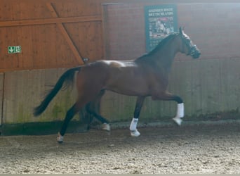 Hannoveraan, Ruin, 3 Jaar, 175 cm, Bruin