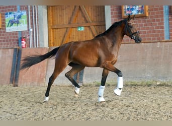 Hannoveraan, Ruin, 3 Jaar, 175 cm, Bruin