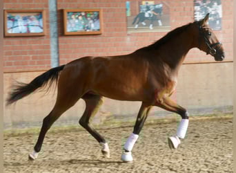 Hannoveraan, Ruin, 3 Jaar, 175 cm, Bruin