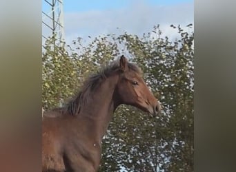Hannoveraan, Ruin, 3 Jaar, 175 cm, Donkerbruin
