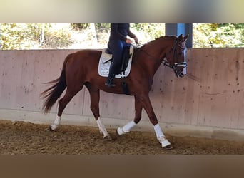 Hannoveraan, Ruin, 3 Jaar, 178 cm, Vos