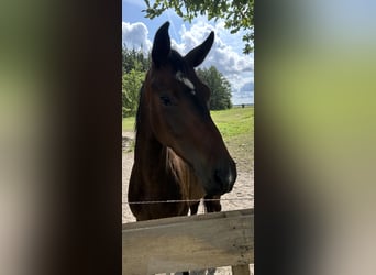 Hannoveraan, Ruin, 3 Jaar, Donkerbruin
