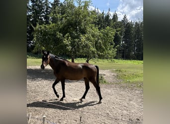 Hannoveraan, Ruin, 3 Jaar, Donkerbruin