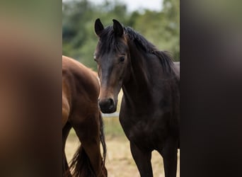 Hannoveraan, Ruin, 3 Jaar, Donkerbruin