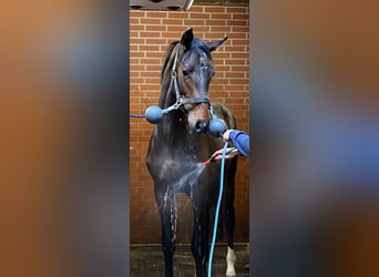 Hannoveraan, Ruin, 3 Jaar