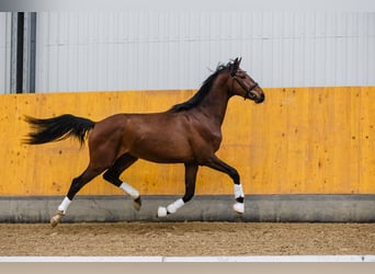 Hannoveraan, Ruin, 3 Jaar, Roodbruin